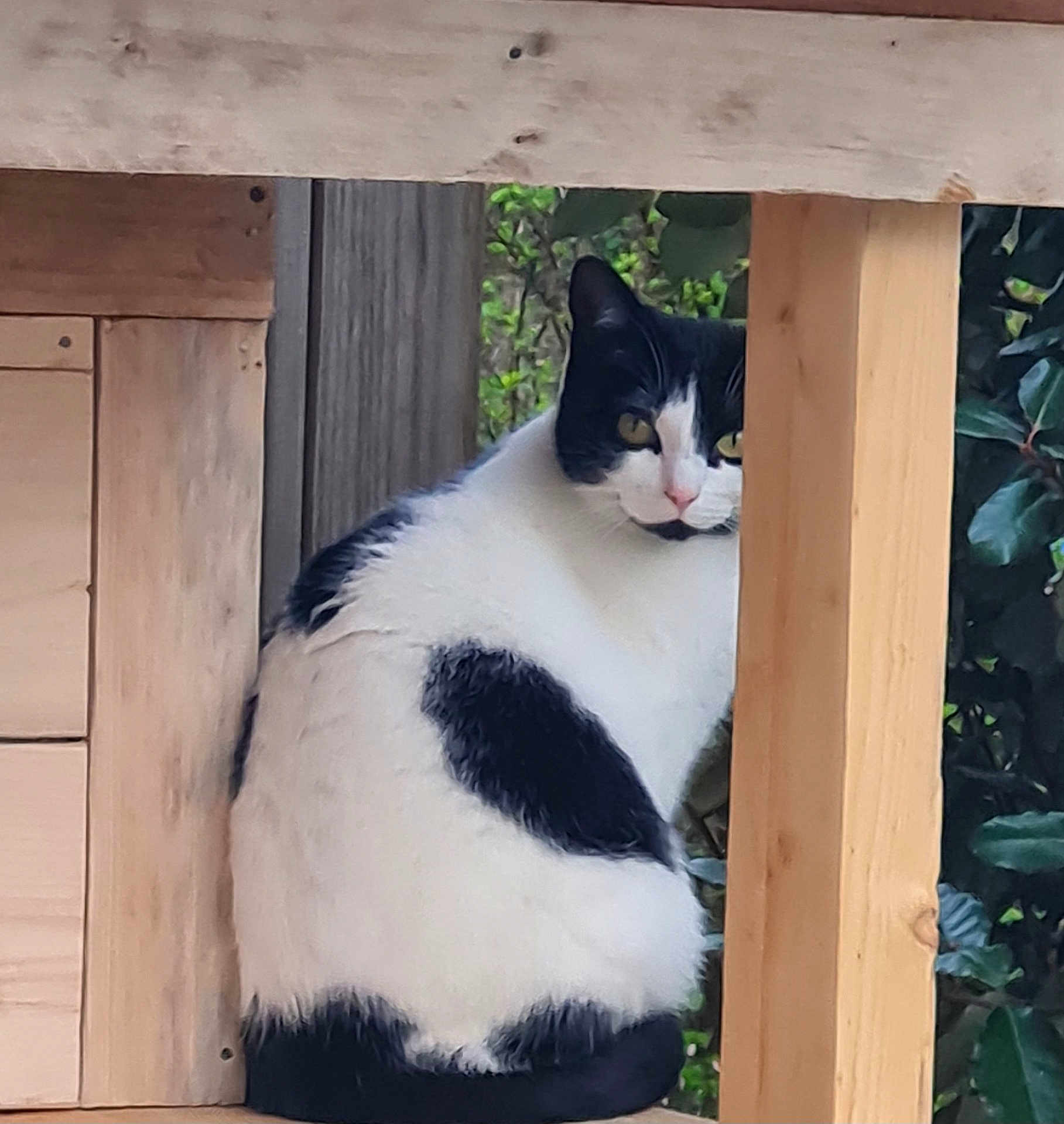 Kristal participe au concours pour gagner de l'argent avec cette photo : cat, black_and_white, wood, outdoor, fence, curious, animal, pet, nature, greenery, wooden_post, sitting, fur, face, eye, whiskers, quiet, calm, closeup, animal_portrait