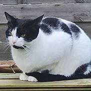 Kristal participe au concours pour gagner de l'argent avec cette photo : animal, black_and_white, calm, cat, close_up, domestic_animal, ears, feline, fur, nature, outdoor, paws, pet, pink_nose, quiet, resting, sitting, whiskers, wooden_background, wooden_surface