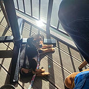 Aiyana participe au concours pour gagner de l'argent avec cette photo : puppy, dog, leash, water, railing, sunlight, deck, wooden_deck, shadow, metal_table_base, bowl, boot, jeans, outdoor, pet, relaxing, reflection, sun_glare, portrait, table_leg