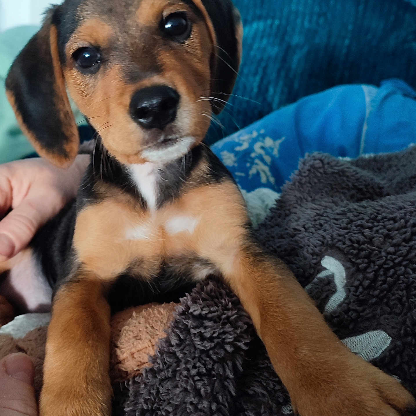 Aiyana participe au concours pour gagner de l'argent avec cette photo : black_coat, blanket, brown_coat, canine, close_up, cozy, cuddle, dog, eyes, hand, indoors, looking_at_camera, nose, paws, pet, portrait, puppy, sofa, whiskers, white_marking