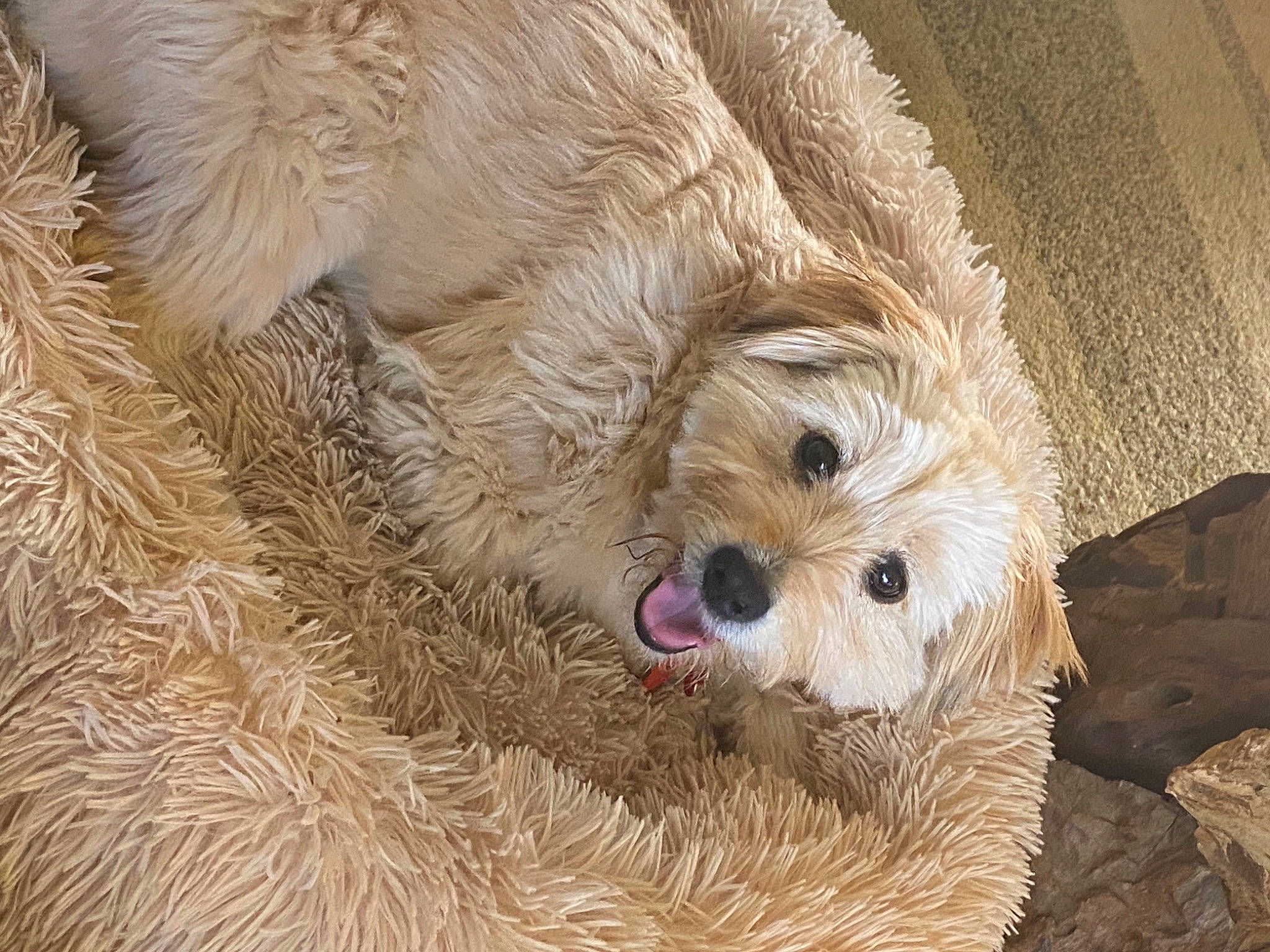 Frida is registered to the contest to win money with this photo: ancient_dog_breeds, canidae, carnivore, cockapoo, companion_dog, dog, dog_breed, fawn, fur, labradoodle, maltepoo, non_sporting_group, poodle_crossbreed, puppy_love, small_terrier, terrestrial_animal, terrier, toy_dog, wood, working_animal