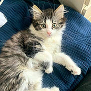 Bobby a rejoint le concours — aidez-le/la à gagner de superbes lots ! kitten, cat, fluffy, white, gray, tabby, pet, animal, fur, cute, indoors, resting, blanket, pink_nose, whiskers, paw, young, relaxed, feline, domestic