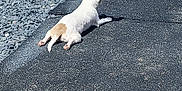 Nougat a rejoint le concours — aidez-le/la à gagner de superbes lots ! dog, small_dog, outdoor, relaxed, sunny, gravel, mat, back_view, pet, white_dog, brown_patch, ears, pavement, garden, resting, animal, daylight, nature, quiet, peaceful