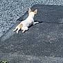 dog, small_dog, outdoor, relaxed, sunny, gravel, mat, back_view, pet, white_dog, brown_patch, ears, pavement, garden, resting, animal, daylight, nature, quiet, peaceful