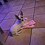 Nougat a rejoint le concours — aidez-le/la à gagner de superbes lots ! dog, puppy, chihuahua, toy, plush_toy, pink, floor, tile_floor, indoor, pet, small_dog, cute, animal, canine, companion, looking, ears, white_dog, brown_spots, playful