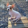 dog, puppy, chihuahua, small_dog, outdoor, sunlight, wooden_planks, gravel, ears, pet, animal, curious, sitting, fence, daylight, shadow, nature, cute, portrait, young