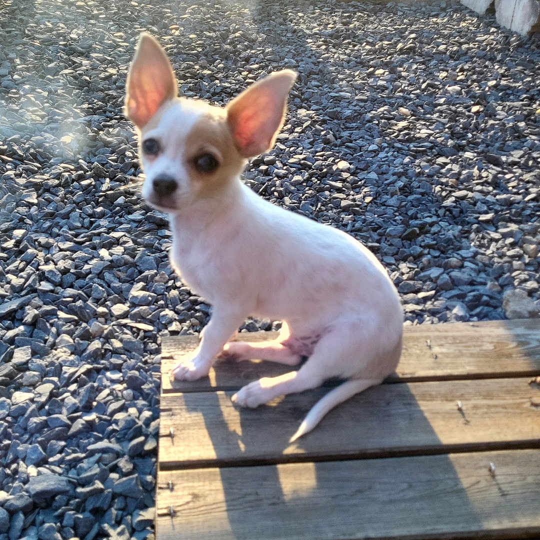 Nougat a rejoint le concours — aidez-le/la à gagner de superbes lots ! animal, chihuahua, curious, cute, daylight, dog, ears, fence, gravel, nature, outdoor, pet, portrait, puppy, shadow, sitting, small_dog, sunlight, wooden_planks, young