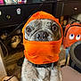 Choppo is registered to the contest to win money with this photo: backpack, close_up, collar, costume, curiosity, cute, desk, dog, funny, furniture, hood, indoor, living_room, nose, orange_hood, pet, portrait, shoes, tv_screen, wide_eyes