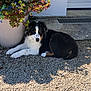 Aiko participe au concours pour gagner de l'argent avec cette photo : dog, puppy, outdoor, gravel, plant, potted_plant, sunlight, shadow, fur, black_and_white, resting, canine, nature, daylight, garden, sidewalk, wall, garage, pet, relaxing