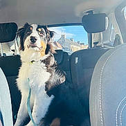 Aiko a rejoint le concours — aidez-le/la à gagner de superbes lots ! adventure, animal, back_seat, canine, car, collar, daylight, dog, fur, indoor, leash, looking, pet, seat, sitting, sunlight, transport, tricolor, vehicle, window