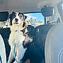 adventure, animal, back_seat, canine, car, collar, daylight, dog, fur, indoor, leash, looking, pet, seat, sitting, sunlight, transport, tricolor, vehicle, window