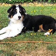 Aiko participe au concours pour gagner de l'argent avec cette photo : dog, grass, flowers, hedge, outdoor, pet, canine, lawn, nature, animal, fur, black, white, brown, relaxed, summer, greenery, laying, garden, cute