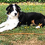 dog, grass, flowers, hedge, outdoor, pet, canine, lawn, nature, animal, fur, black, white, brown, relaxed, summer, greenery, laying, garden, cute