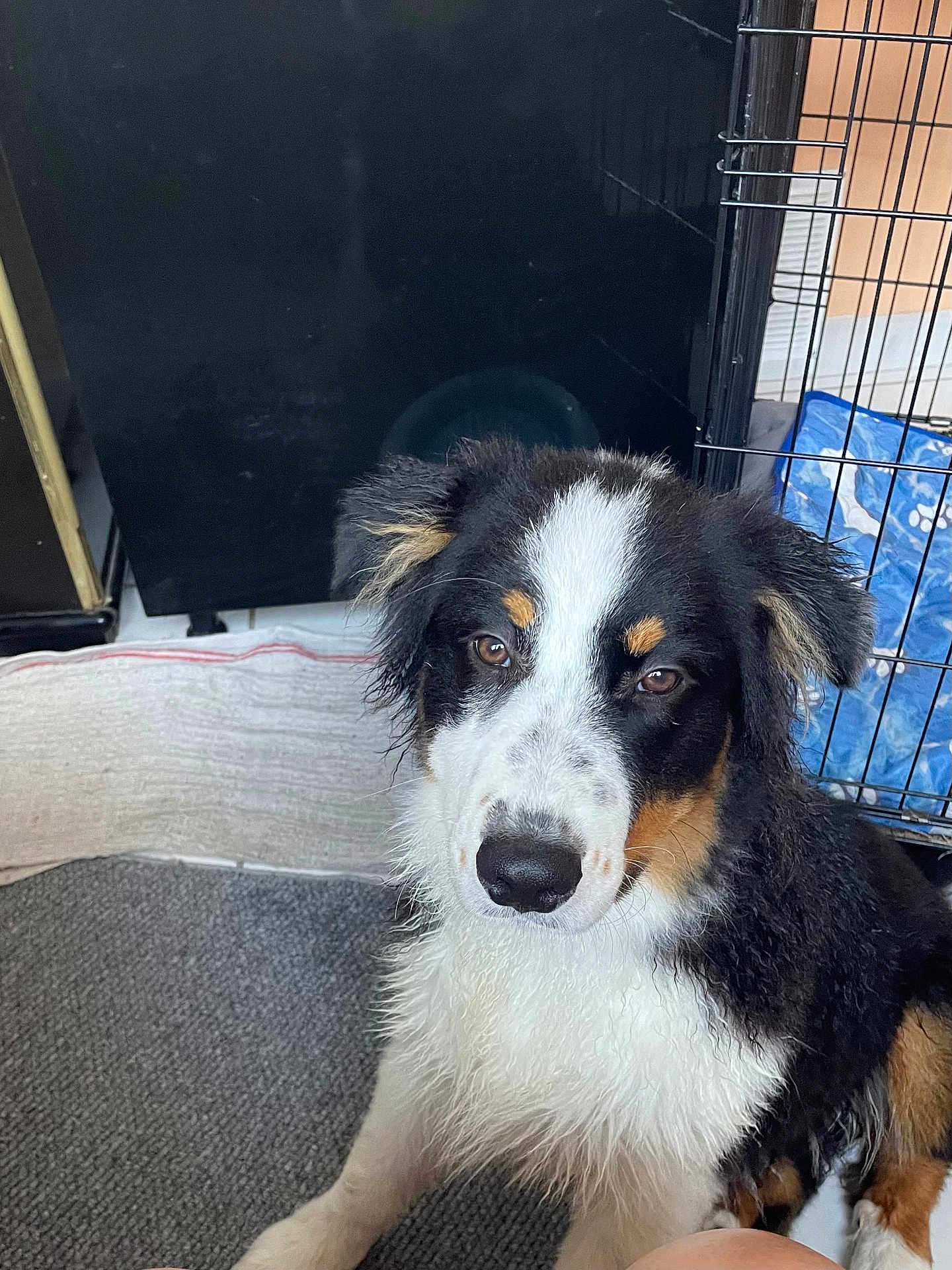 Aiko a rejoint le concours — aidez-le/la à gagner de superbes lots ! dog, wet_fur, indoor, carpet, crate, blanket, black, white, brown, puppy, pet, animal, cute, fur, ears, nose, floor, looking, sitting, house