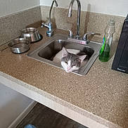 Jack is registered to the contest to win money with this photo: animal, appliance, cat, countertop, cozy, curious, dish_soap, faucet, floor, gray_and_white_cat, household, indoor, kitchen, metal_bowl, microwave, paper_towel_holder, pet, pet_bowl, sink, sleepy