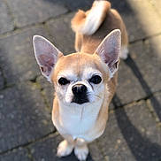 Natcho a rejoint le concours — aidez-le/la à gagner de superbes lots ! dog, chihuahua, pet, small_dog, ears, eyes, nose, paws, tail, fur, whiskers, outdoor, pavement, portrait, closeup, shallow_depth_of_field, sunlight, shadow, looking_up, cute