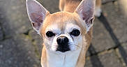 Natcho a rejoint le concours — aidez-le/la à gagner de superbes lots ! chihuahua, closeup, cute, dog, ears, eyes, fur, looking_up, nose, outdoor, pavement, paws, pet, portrait, shadow, shallow_depth_of_field, small_dog, sunlight, tail, whiskers
