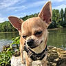 Natcho participe au concours pour gagner de l'argent avec cette photo : chihuahua, close_up, dog, ears, grass, harness, muzzle, nature, outdoors, paws, pet, portrait, river, rocks, sky, small_dog, sunlit, trees, water, whiskers