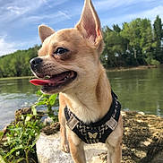 Natcho a rejoint le concours — aidez-le/la à gagner de superbes lots ! butterfly_badge, chihuahua, closeup, dog, ears_up, grass, happy, harness, nature, outdoors, pet, portrait, river, rocks, sky, small_dog, stone, tongue_out, trees, water