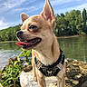 butterfly_badge, chihuahua, closeup, dog, ears_up, grass, happy, harness, nature, outdoors, pet, portrait, river, rocks, sky, small_dog, stone, tongue_out, trees, water