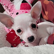 Itty Bitty is registered to the contest to win money with this photo: animal, blanket, close_up, collar, cozy, cute, dog, ears, face, fur, indoor, pet, pink, puppy, resting, snuggling, soft, stuffed_toy, white_dog, young
