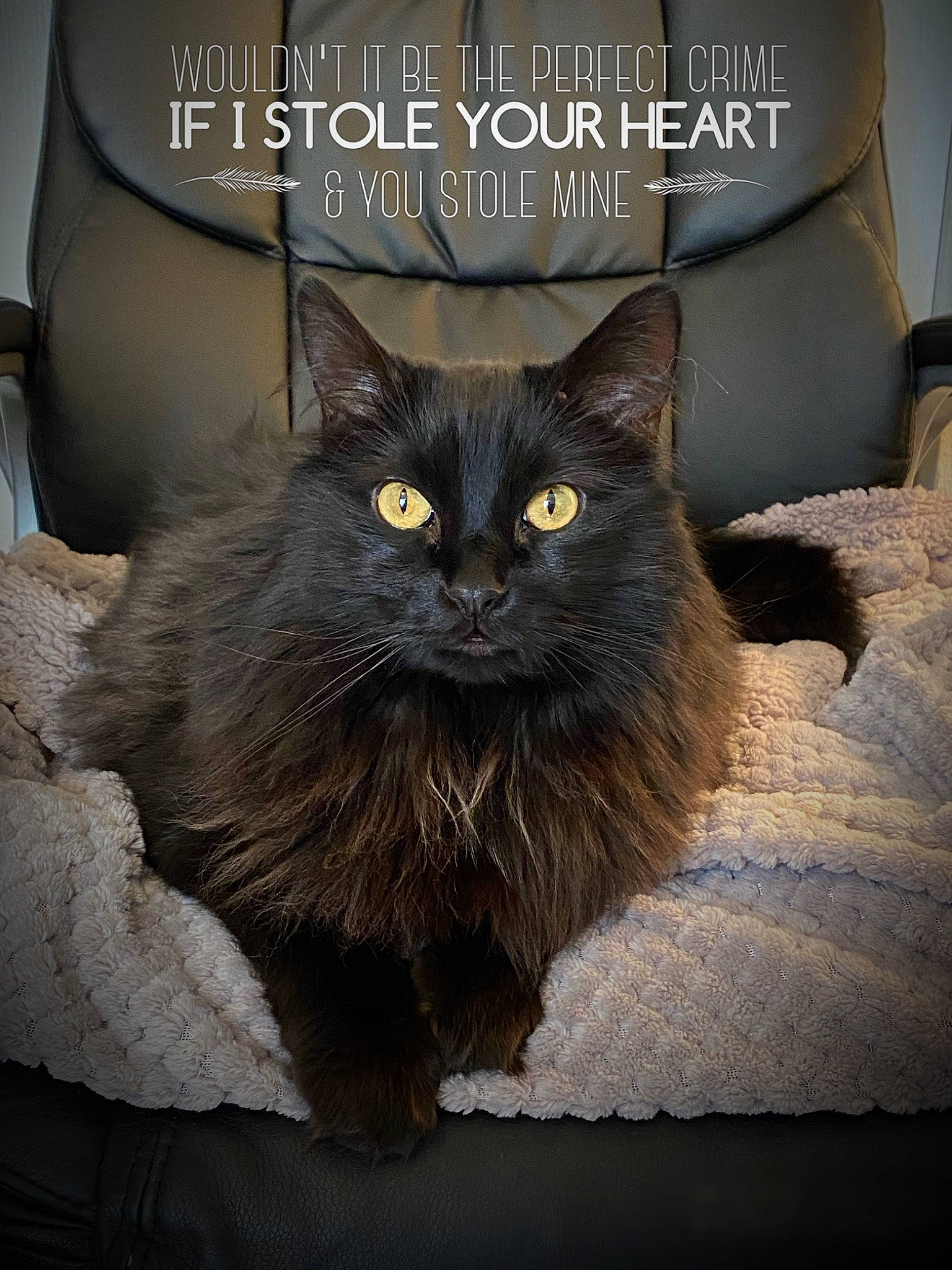 Dasher is registered to the contest to win money with this photo: automotive_tire, black_cat, bombay, carnivore, cat, claw, comfort, domestic_short_haired_cat, door, felidae, font, fur, grey, sitting, small_to_medium_sized_cats, snout, tail, terrestrial_animal, whiskers, window