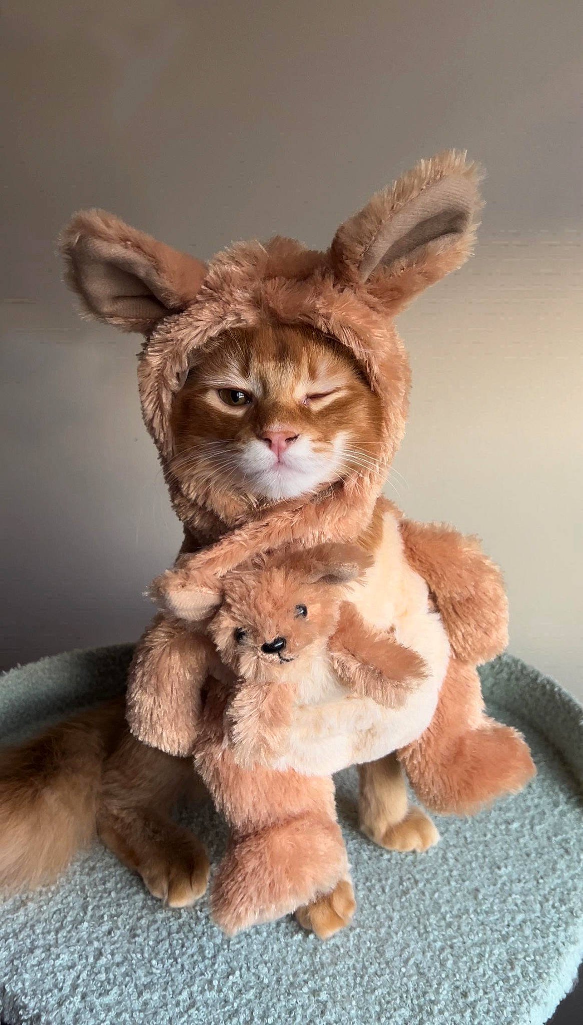 Beans is registered to the contest to win money with this photo: animal_figure, art, deer, fawn, fictional_character, figurine, font, fur, livestock, mythical_creature, paw, peach, snout, stuffed_toy, tail, terrestrial_animal, toy, whiskers, wildlife, working_animal