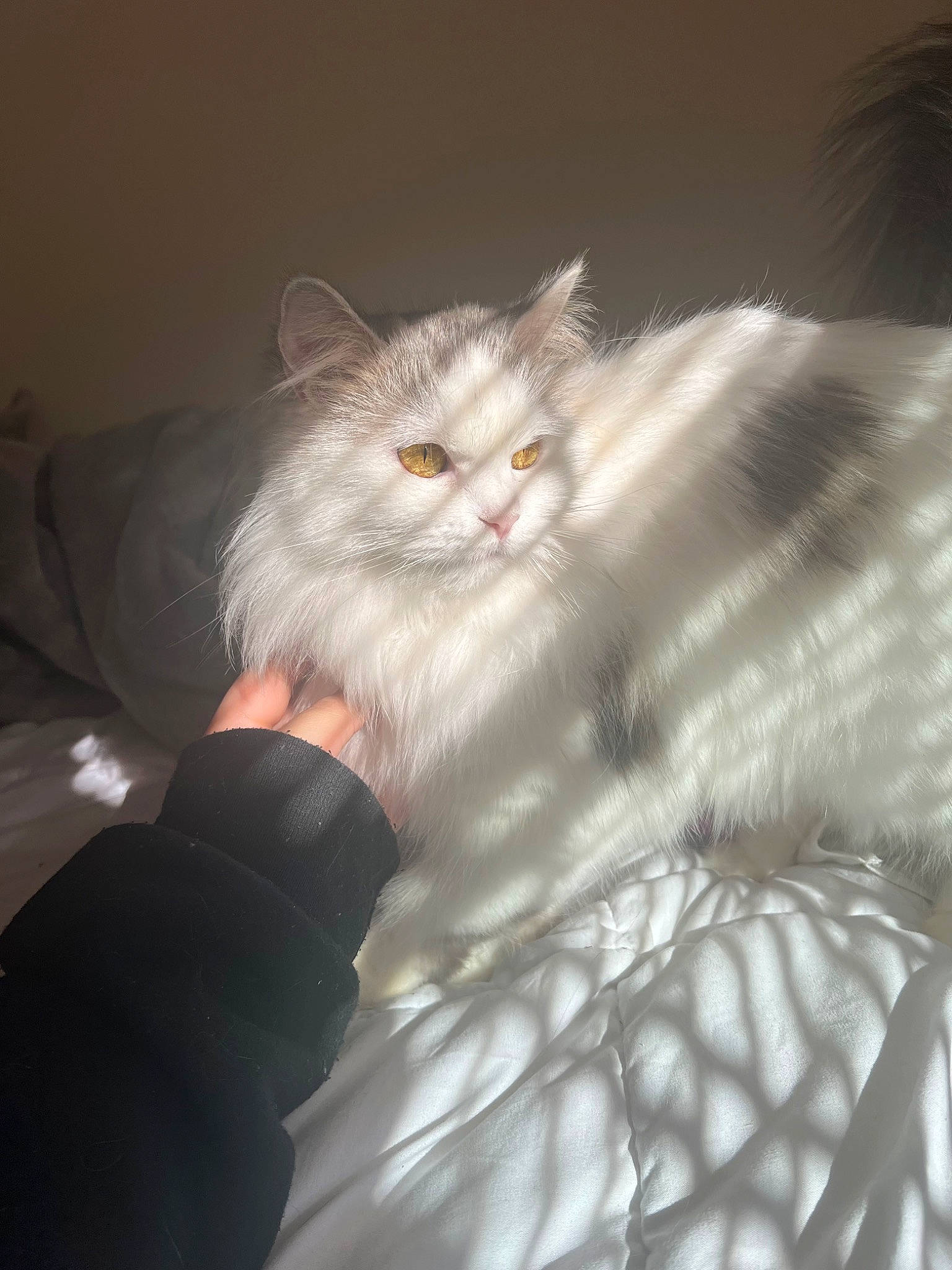 Meatball is registered to the contest to win money with this photo: british_longhair, carnivore, cat, chair, comfort, couch, darkness, felidae, fur, gesture, grey, paw, persian, sitting, small_to_medium_sized_cats, snout, tail, textile, whiskers