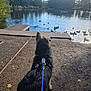 Axel is registered to the contest to win money with this photo: dog, leash, lake, water, ducks, trees, nature, outdoor, sunlight, path, animal, park, wildlife, forest, reflection, peaceful, daytime, pet, scenery, sky