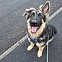 Axel joined the competition — help win amazing prizes! dog, puppy, german_shepherd, leash, sidewalk, happy, smiling, pet, animal, outdoor, fur, canine, walking, young_dog, ears, tongue, black_and_tan, cute, friendly, playful