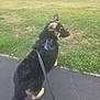 dog, leash, harness, grass, pavement, outdoor, pet, canine, walking, side_view, fur, black_fur, tan_fur, nature, park, animal, young_dog, curious, daytime, standing