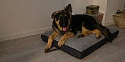 Axel is registered to the contest to win money with this photo: dog, german_shepherd, puppy, pet_bed, floor, tongue_out, indoor, living_room, toy, wood_floor, cozy, resting, animal, canine, domestic, fur, ears, tail, playful, home