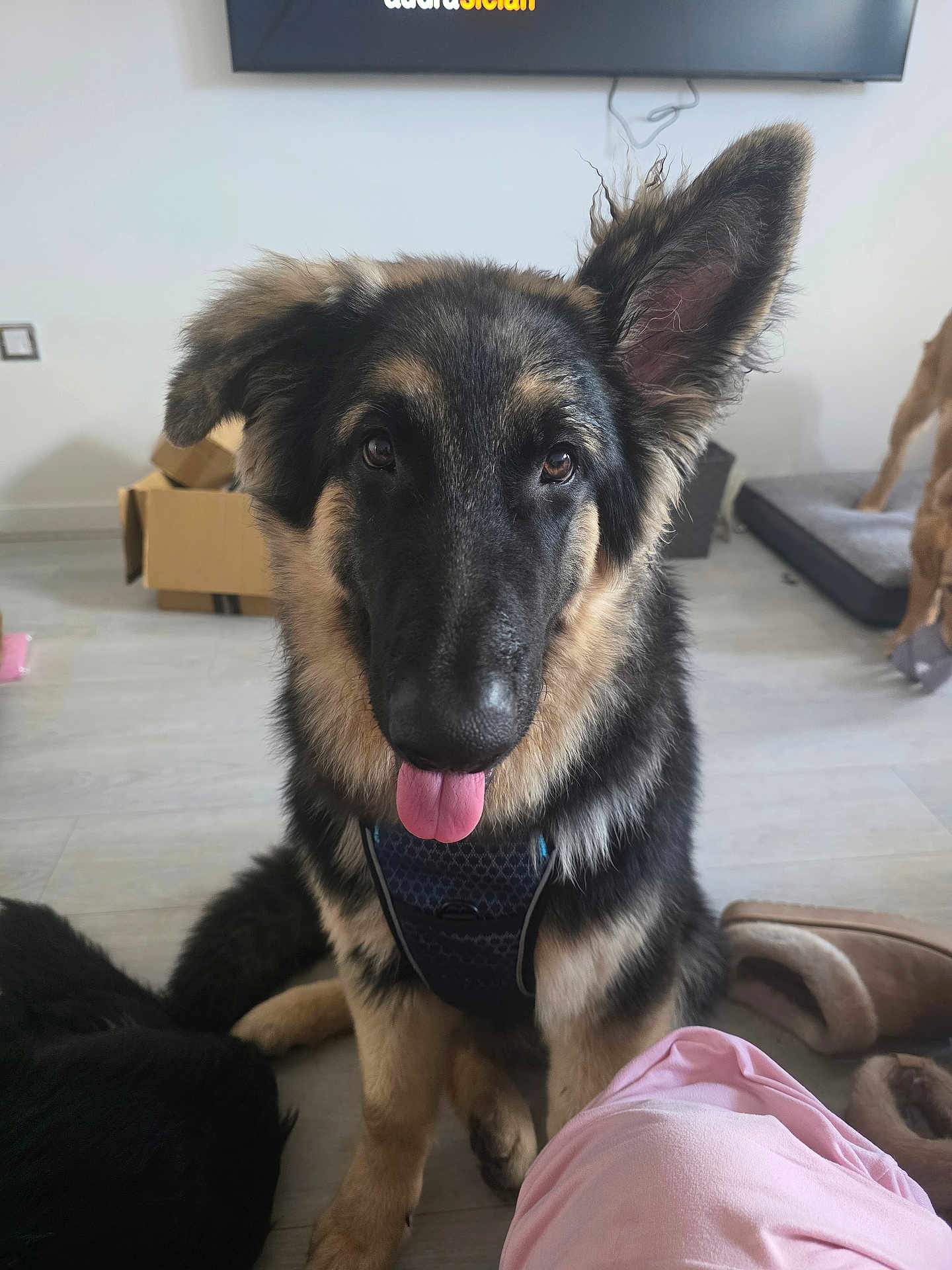Axel is registered to the contest to win money with this photo: dog, puppy, german_shepherd, indoor, floor, pet, tongue_out, ear_up, fur, animal, cute, sitting, slippers, cardboard_box, dog_bed, domestic, pet_harness, playful, companion, young_dog