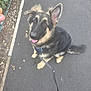 Axel joined the competition — help win amazing prizes! dog, puppy, german_shepherd, leash, outdoor, pavement, happy, pet, animal, sitting, cute, fur, ears, tail, collar, treat, hand, sidewalk, nature, young