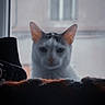 Thanos participe au concours pour gagner de l'argent avec cette photo : cat, white_cat, animal, pet, feline, portrait, close_up, window, indoors, backlit, dramatic_lighting, serious_expression, ears, whiskers, eyes, nose, fur, sitting, blurred_background, vertical_photo