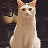 cat, white_cat, pet, animal, sitting, indoors, portrait, front_view, alert, serious_expression, short_hair, whiskers, ears, paws, tail, tile_floor, sneakers, dark_background, warm_lighting, photography