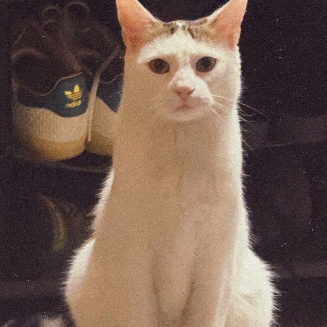 Thanos a rejoint le concours — aidez-le/la à gagner de superbes lots ! cat, white_cat, pet, animal, sitting, indoors, portrait, front_view, alert, serious_expression, short_hair, whiskers, ears, paws, tail, tile_floor, sneakers, dark_background, warm_lighting, photography