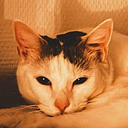 Thanos participe au concours pour gagner de l'argent avec cette photo : cat, feline, pet, animal, sleepy, resting, lying_down, close_up, portrait, whiskers, ears, eyes, nose, fur, orange_white, tabby, blanket, cozy, indoors, vintage_lighting