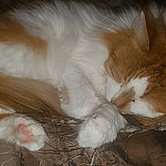 Felix is registered to the contest to win money with this photo: animal, cat, close_up, cozy, cute, domestic_cat, feline, fluffy, fur, indoor, nap, orange_and_white, paw, pet, relaxed, resting, sleeping, soft, tail, whiskers