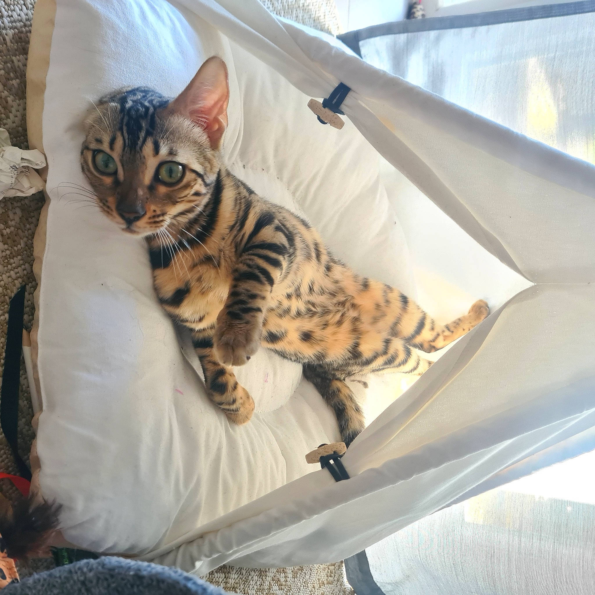 Tora a rejoint le concours — aidez-le/la à gagner de superbes lots ! carnivore, cat, comfort, domestic_short_haired_cat, door, felidae, fur, hood, military_camouflage, paw, sitting, small_to_medium_sized_cats, snout, terrestrial_animal, whiskers, windshield