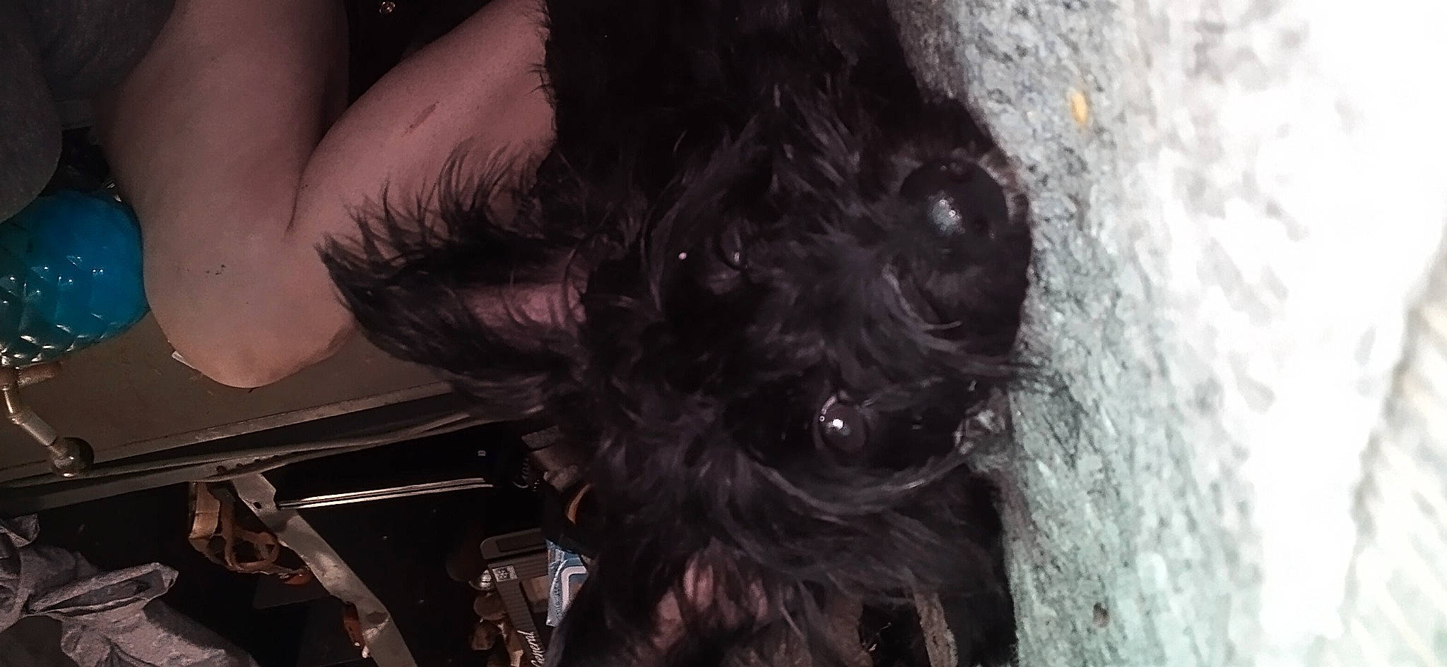 Rubybear joined the competition — help win amazing prizes! black_hair, canidae, carnivore, companion_dog, darkness, dog, dog_breed, eyelash, fashion_accessory, flash_photography, fur, liver, reflex_camera, snout, soil, sporting_group, terrier, toy_dog, wood, working_animal