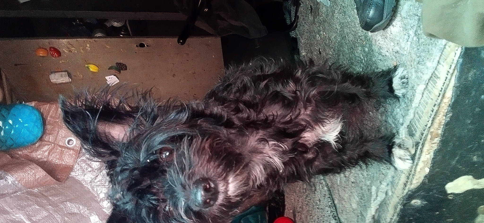 Rubybear is registered to the contest to win money with this photo: carnivore, companion_dog, dog, dog_breed, dog_supply, fur, liver, maltepoo, poodle_crossbreed, puppy, puppy_love, schnauzer, small_terrier, snout, sporting_group, terrier, toy_dog, water_dog, working_animal, yorkipoo