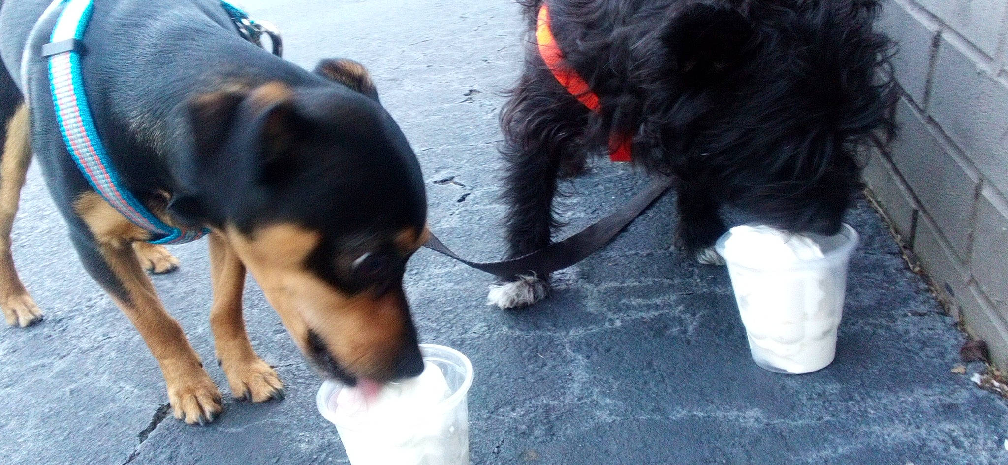 Trigger is registered to the contest to win money with this photo: canidae, carnivore, companion_dog, dog, dog_breed, fur, paw, snout, sporting_group, tail, working_animal, working_dog