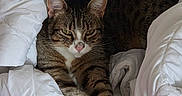 Zora participe au concours pour gagner de l'argent avec cette photo : animal, bed, blanket, cat, comfort, cozy, cute, domestic_animal, feline, fur, indoor, lying_down, paw, pet, pink_surface, relaxed, resting, sleepy, tabby, white_blanket
