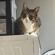 Zora participe au concours pour gagner de l'argent avec cette photo : cat, tabby_cat, pet, animal, indoor, appliance, washing_machine, storage_drawers, curious, feline, domestic, white, gray, brown, fur, ears, whiskers, eyes, household, clean