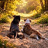 Blue And Archie joined the competition — help win amazing prizes! animals, black_dog, brown_dog, collar, companionship, daylight, dog, dogs, forest, grass, nature, outdoor, path, peaceful, pets, relaxing, sand, summer, sunlight, trees
