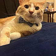 Tator Tot joined the competition — help win amazing prizes! bed, blanket, bow_tie, cat, close_up, collar, cute, feline, furniture, indoor, navy_blanket, orange_cat, paws, pet, polka_dot, portrait, relaxed, tabby, whiskers, white_fur