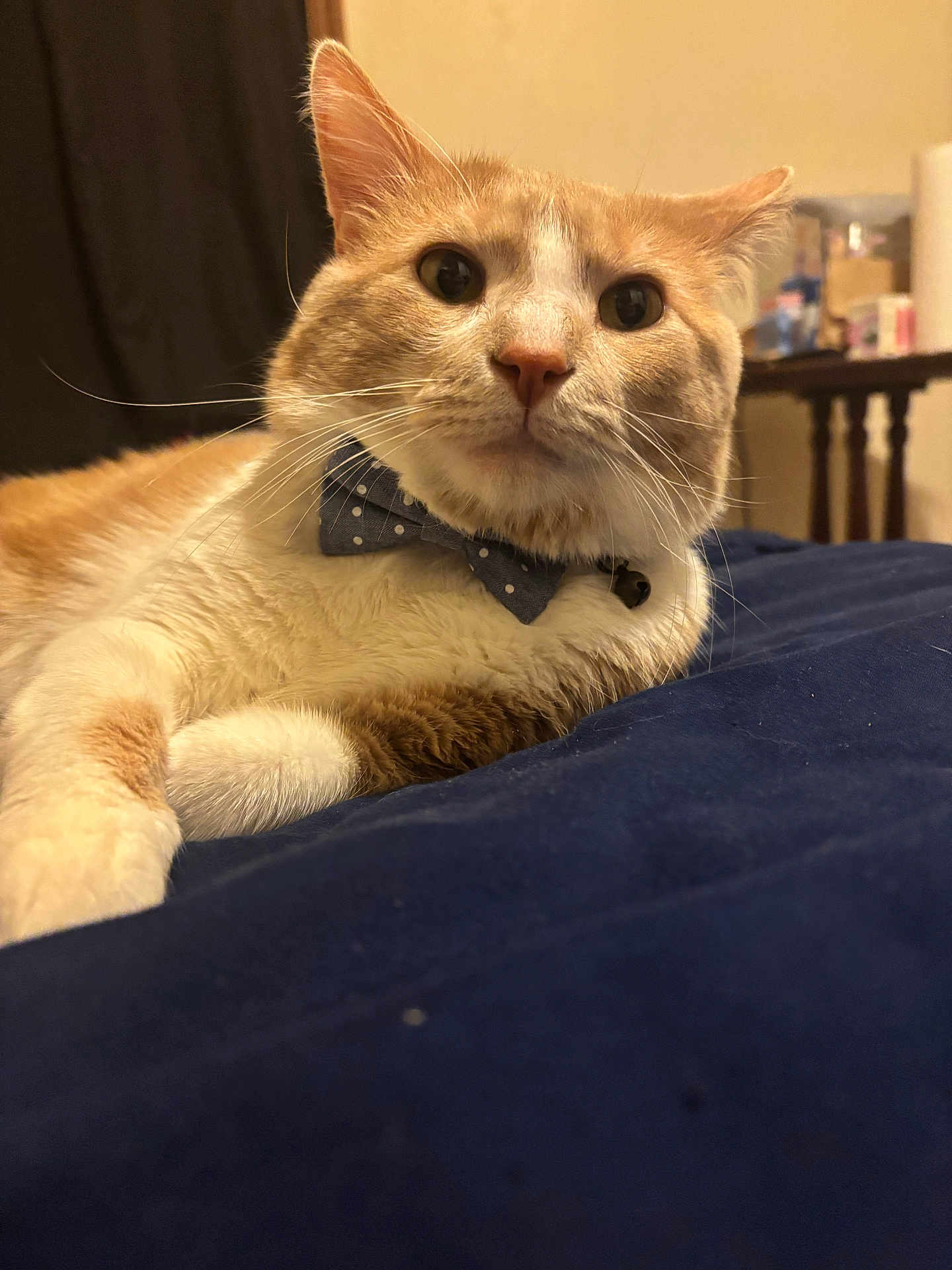 Tator Tot joined the competition — help win amazing prizes! bed, blanket, bow_tie, cat, close_up, collar, cute, feline, furniture, indoor, navy_blanket, orange_cat, paws, pet, polka_dot, portrait, relaxed, tabby, whiskers, white_fur