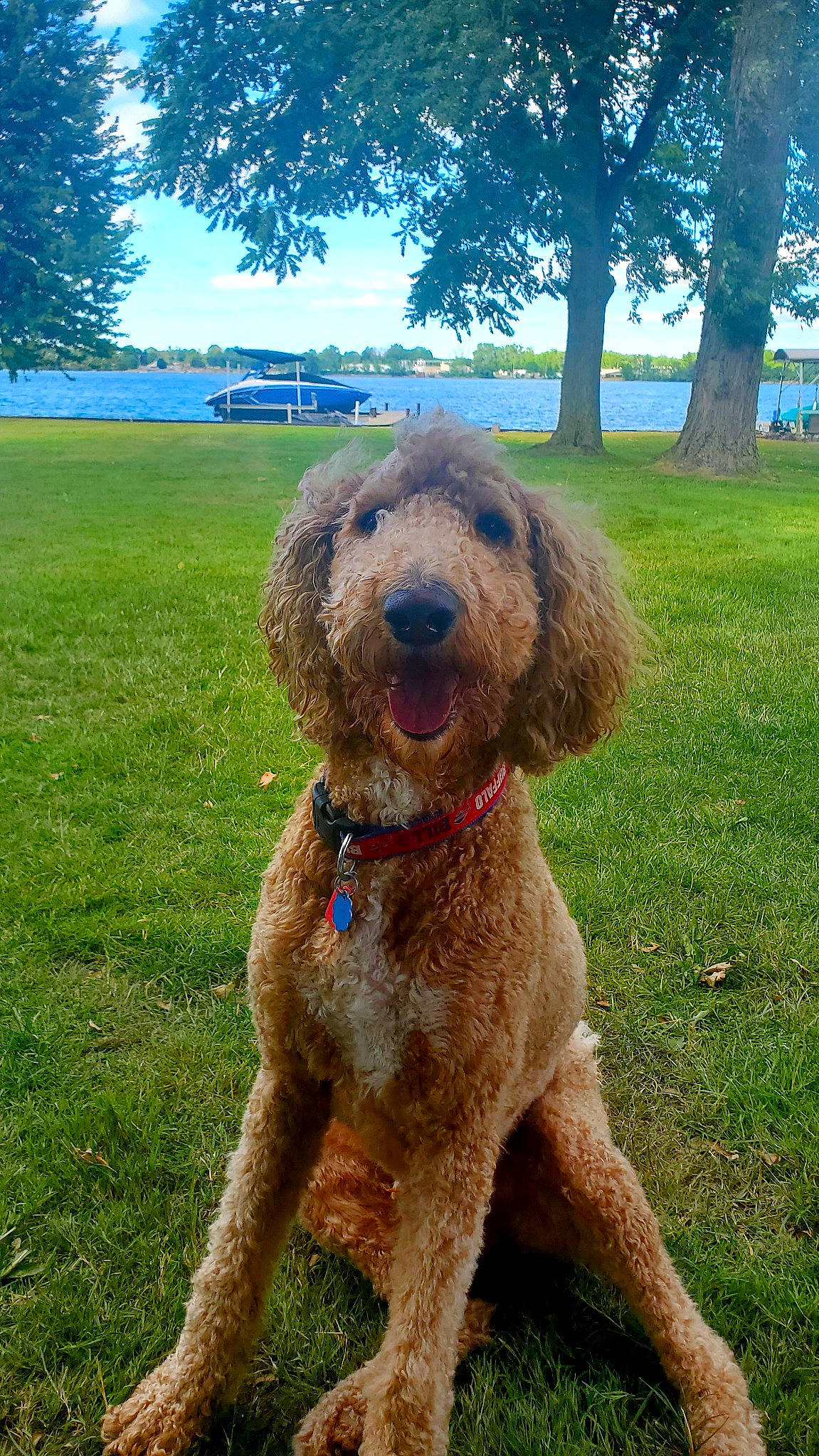 Marty Mcfly joined the competition — help win amazing prizes! canidae, carnivore, collar, companion_dog, dog, dog_breed, dog_collar, fawn, grass, gun_dog, liver, pet_supply, plant, poodle, sky, sporting_group, terrier, tree, water_dog, working_animal