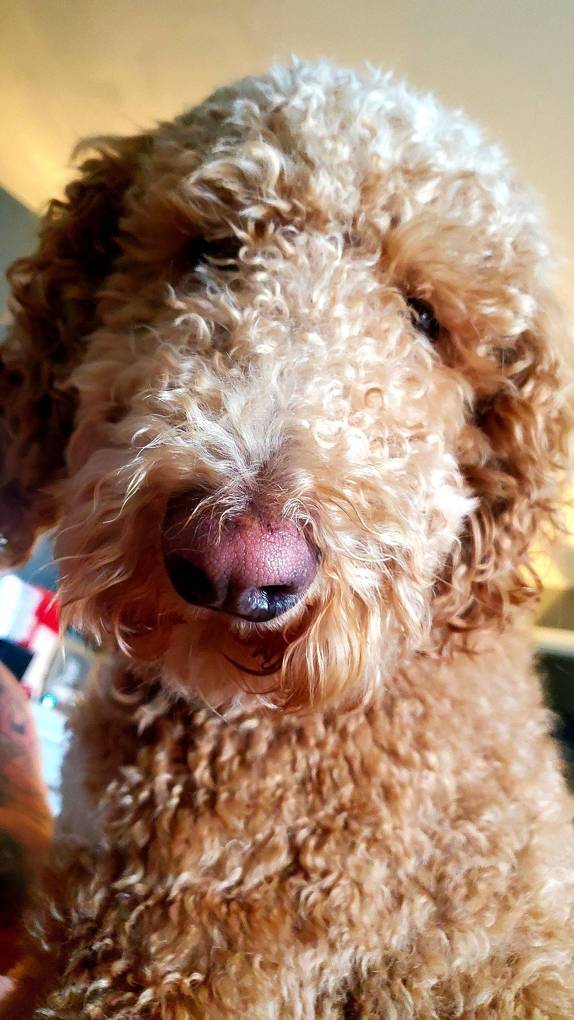 Marty Mcfly joined the competition — help win amazing prizes! canidae, carnivore, collar, companion_dog, dog, dog_breed, dog_collar, fur, maltepoo, natural_material, non_sporting_group, poodle, snout, sporting_group, terrestrial_animal, terrier, toy_dog, water_dog, working_animal